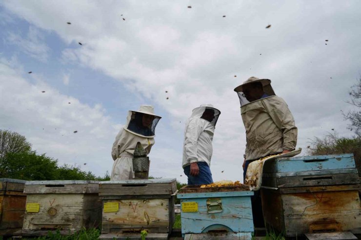 Erzincan’da kış uykusundan uyanan arılar yeni sezona hazırlanıyor