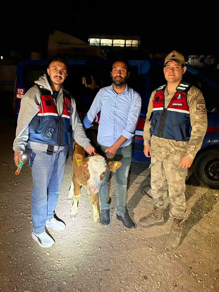 Çalınan 4 büyükbaş hayvan sahibine teslim edildi