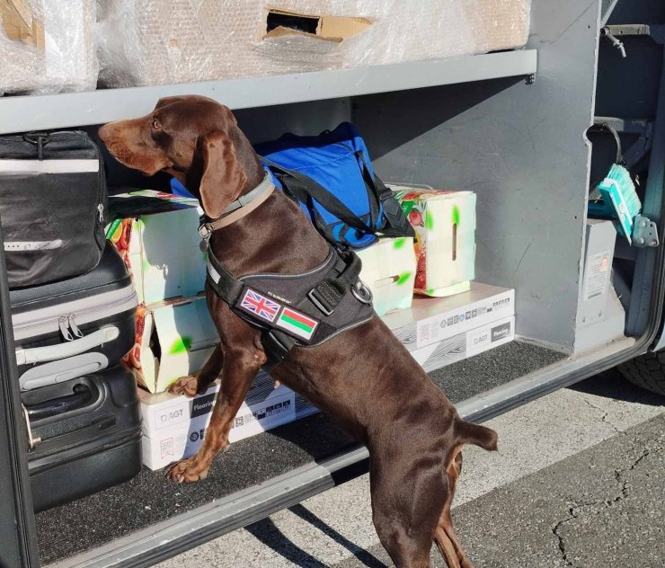 X-Ray kontrolü sırasında, beyan edilmemiş 351 bin 620 euro dedektör köpekten kaçamadı