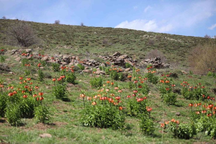 Sadece 20 gün açan ters laleyi koparmanın cezası araba parası