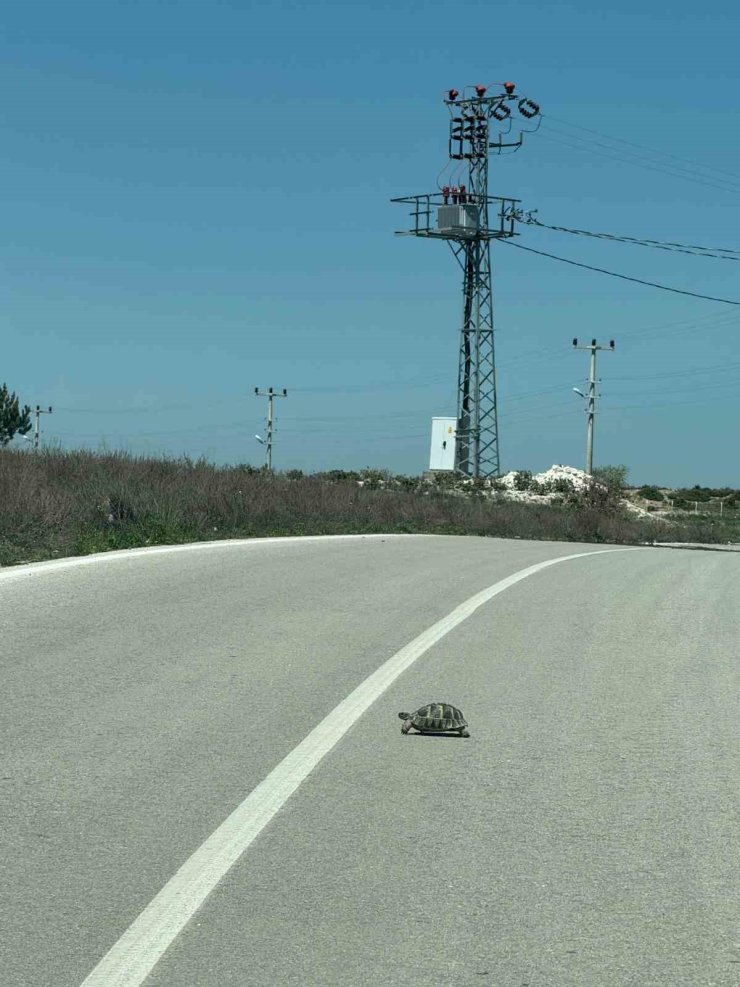 Kaplumbağalara karşı sürücüler uyarıldı