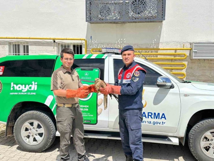 Yaralı halde bulunan Kızıl Şahin koruma altına alındı