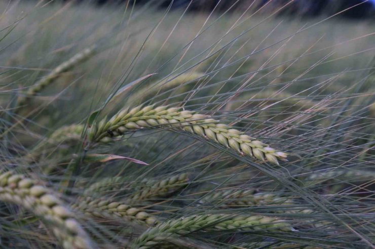Buğday rekoltesine ilişkin ilk tahmin Hububat Kongresi’nde yapıldı