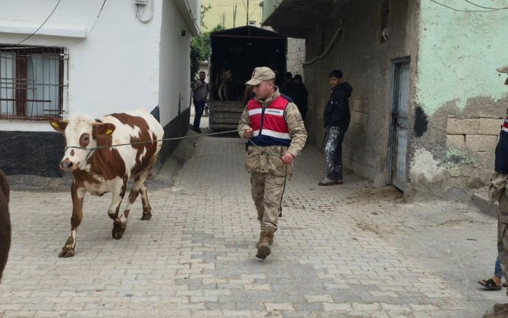 Arazide kaybolan hayvanları jandarma buldu