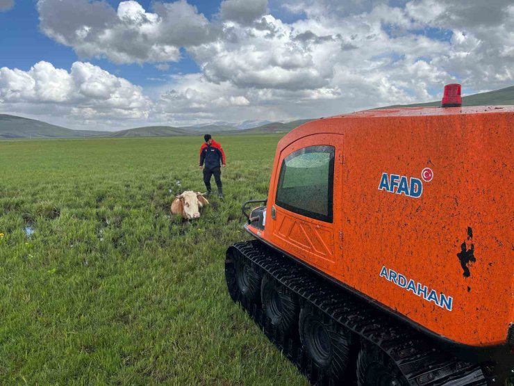 Bataklığa saplanan inek böyle kurtarıldı