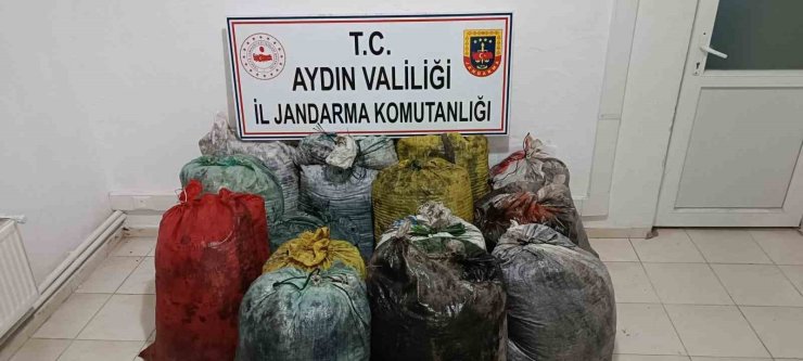 İzinsiz zeytin toplayan 11 şüpheli yakalandı