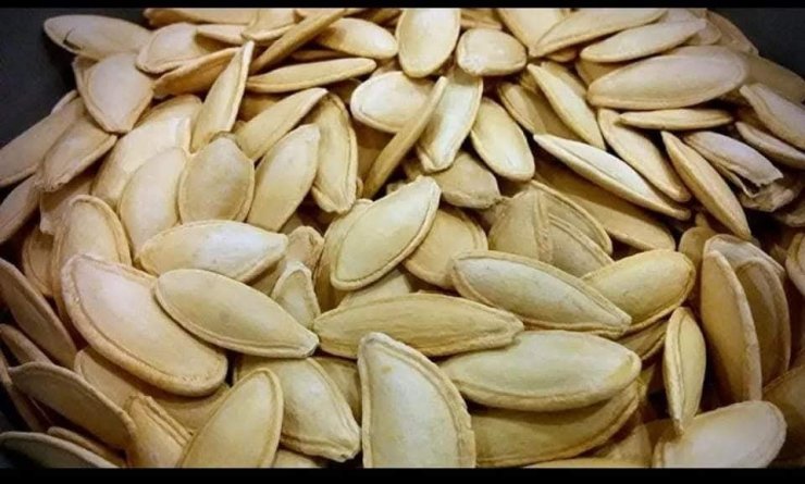 Erciyes’in eteklerinde kabak çekirdeği ekim sezonu başladı