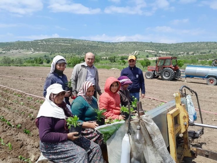 Selendi CHP tarlada çalışan anneleri yalnız bırakmadı
