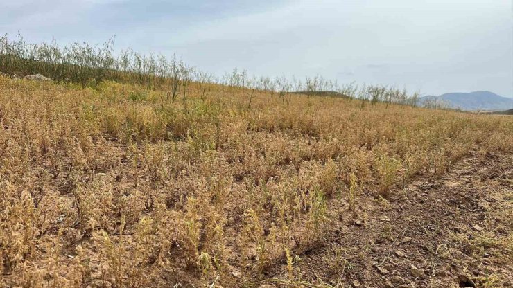 Siirt’te yılın ilk mercimek hasadı yapıldı