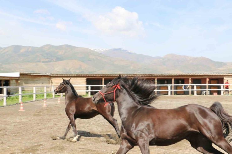 Koçaker, atlı spor kulübünde incelemelerde bulundu