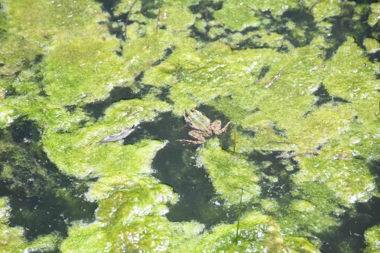 Kurbağaların üreme senfonisi başladı