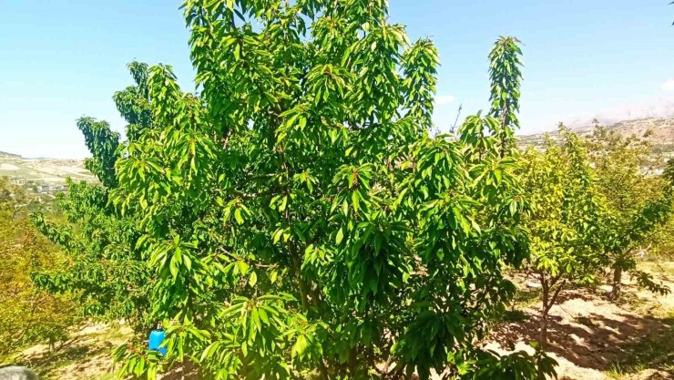 Zirai donun zarara yol açtığı Malatya’da kiraz yaprağı ümit oldu