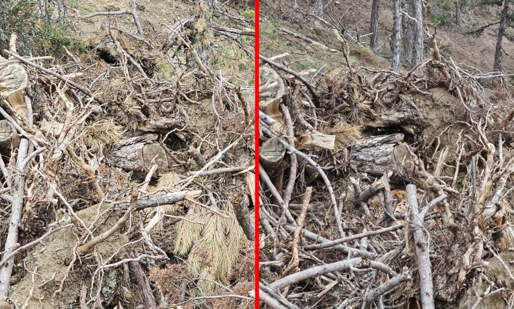 Bolu’da nesli tehdit altındaki vaşak ve yavruları görüntülendi