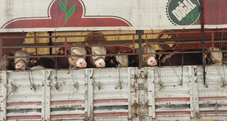 Salihli’de kurbanlık nakli yapan araçlara sıkı denetim