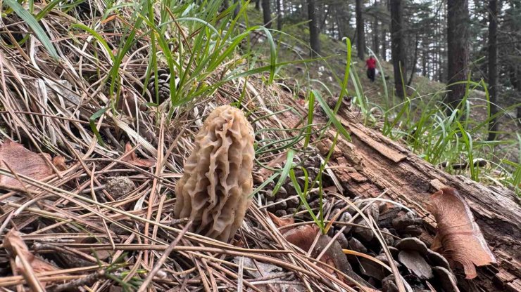 Toplaması bir tutku: Torosların bereketi "Kuzugöbeği" mantarı