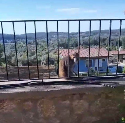 Muğla’da kaçak maymun alarmı jandarma ve mahalleli seferber oldu