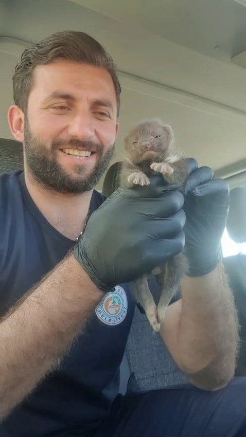 Ayı yavrusu sanılan hayvan sansar yavrusu çıktı