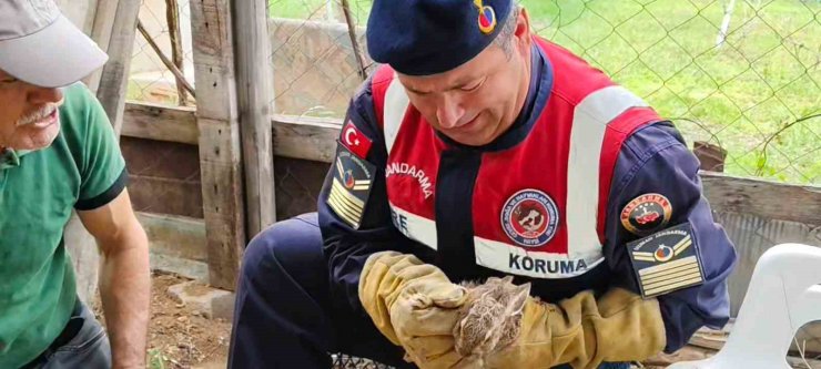 Yavru yaban tavşanına jandarmadan yardım eli