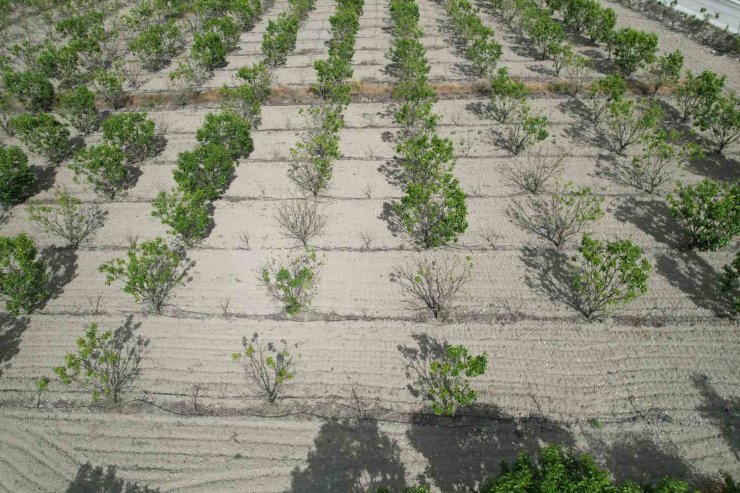 Sigorta yaptırmayan cennet hurması üreticisi yardım eli bekliyor