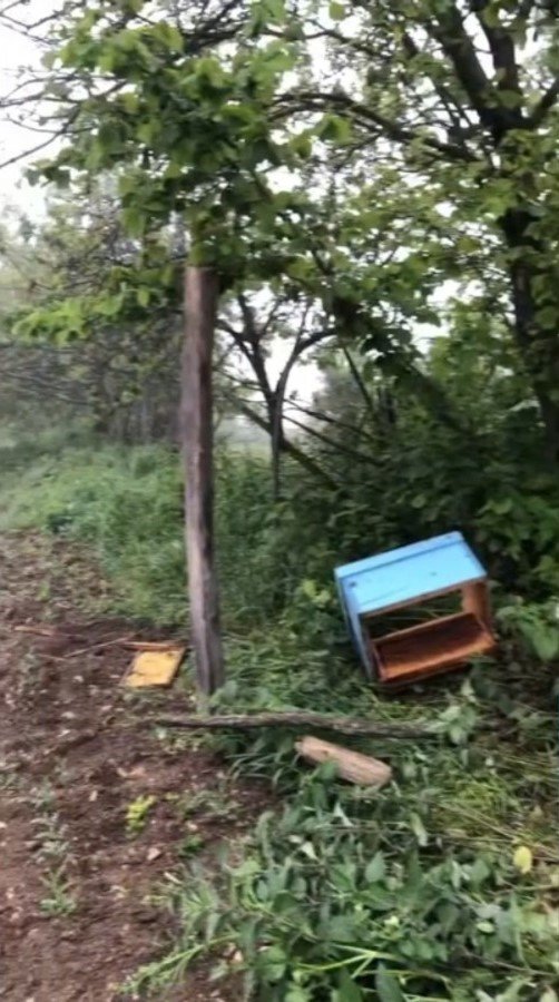 Sinop’ta aç kalan ayı, arı kovanlarına saldırdı