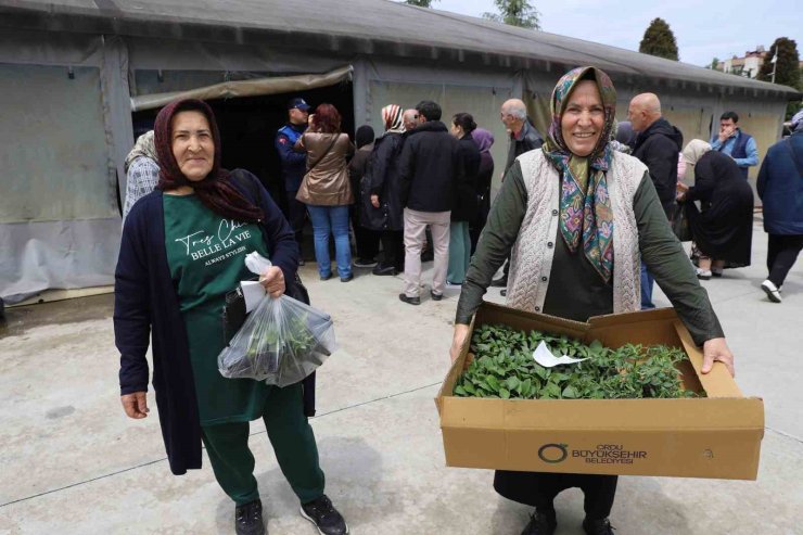 Ordulu üreticilere 380 bin fidenin dağıtımına başladı