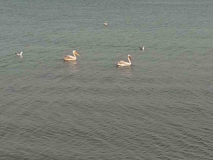 Pelikanlar İznik Gölü’nü süsledi