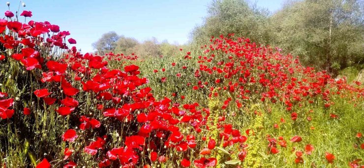Çay kenarında gelincik güzelliği
