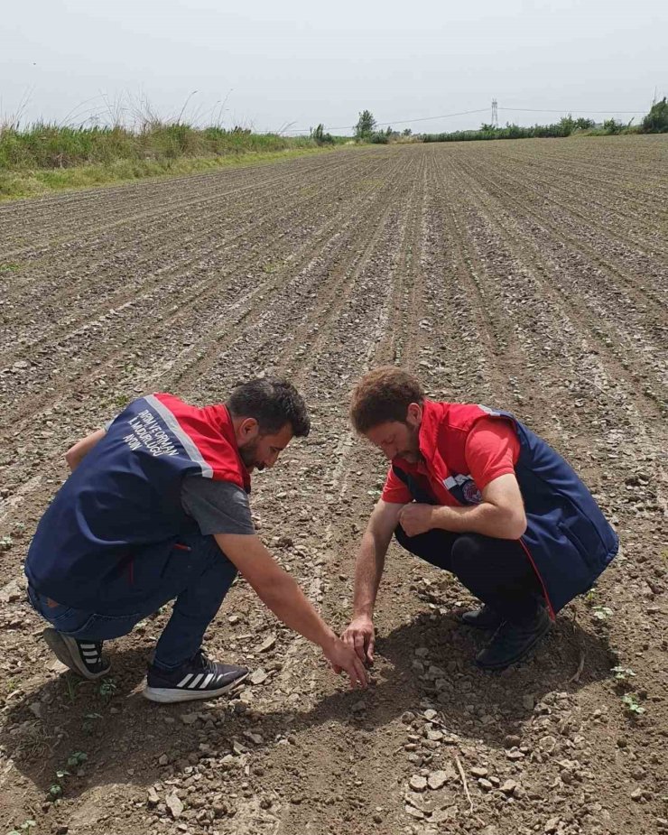 Pamuk üreticilerine "ilaçlama" çağrısı