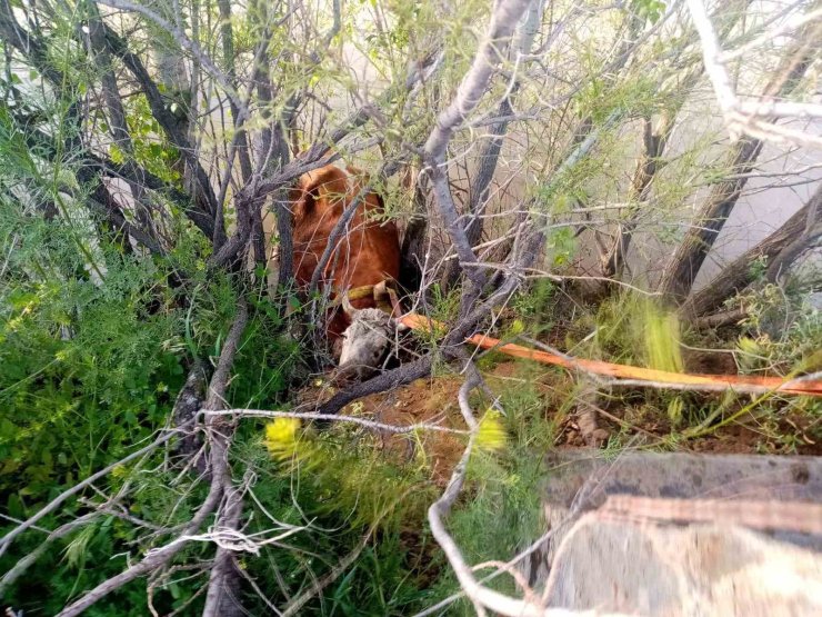 Nehir kıyısına düşen inek kurtarıldı