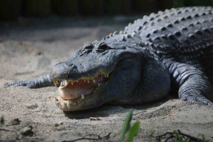 Timsah güney banyosu keyfi...