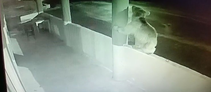 Aç ayı oynamadı: Bayburt’ta bir yavru ayı alabalıkları yedikten sonra oyunlar oynadı