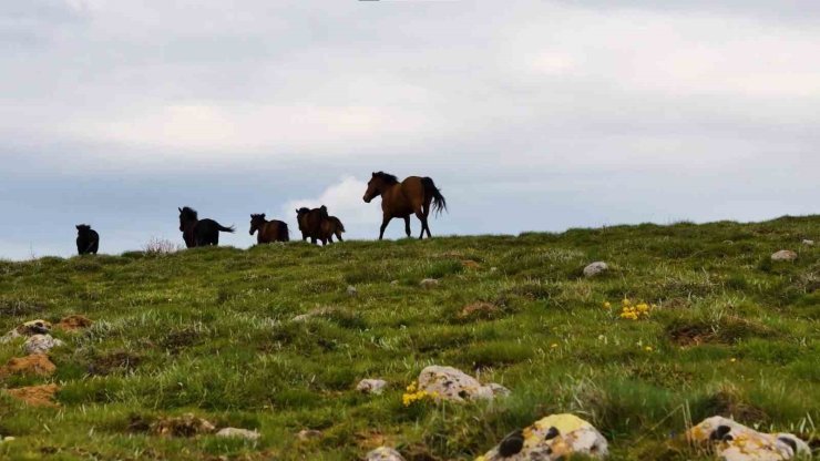 Yaylaların özgür ruhları yılkı atları havadan görüntülendi