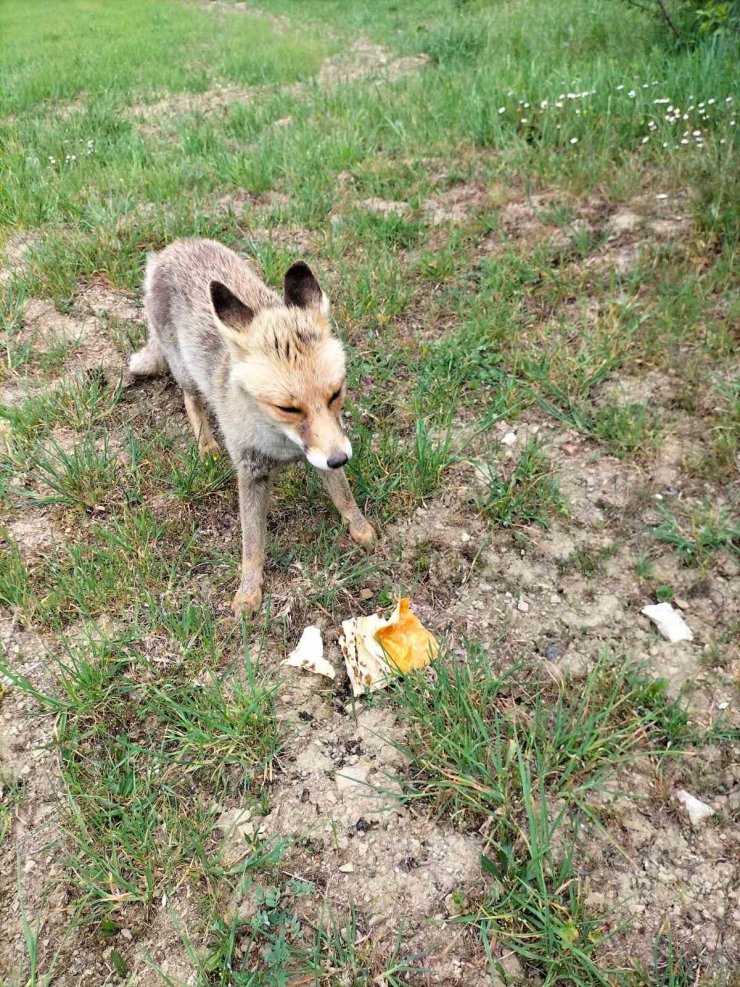 Tilkiyi börekle besledi