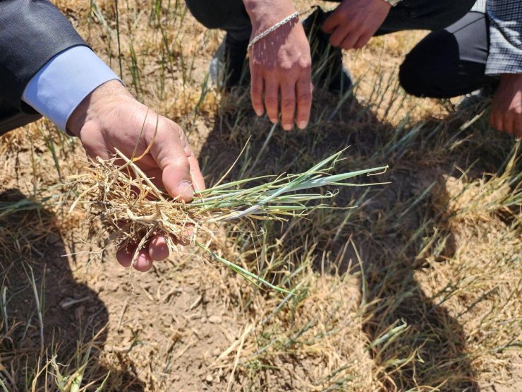 Kulu’da kıraç arazilerdeki ekili ürünleri kuraklık vurdu