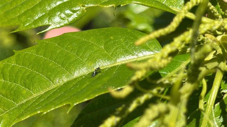Kestane gal arısına karşı biyolojik mücadele: Avcı böcekler doğaya salındı