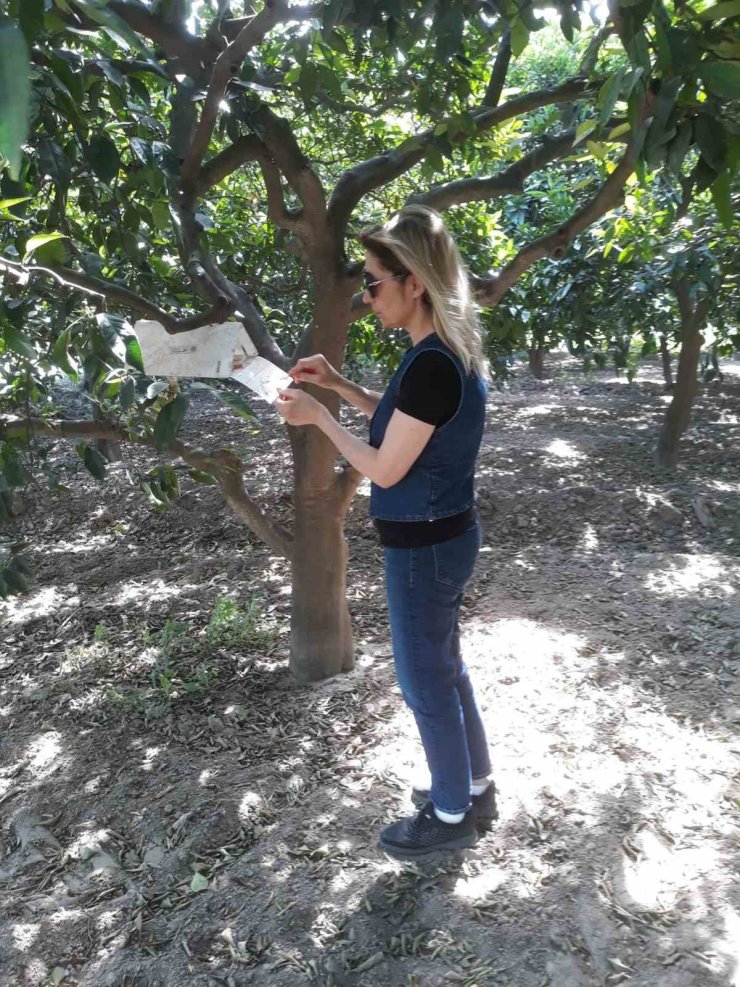 Söke’de sinek sayımları yapıldı