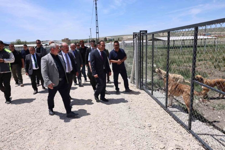 Çorum’da sokak hayvanları için yapılan "Doğal Yaşam Alanı"nda çalışmalar tamamlandı