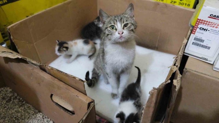 İş yerinde doğum yapan anne kedi ve yavrularına gözü gibi bakıyor
