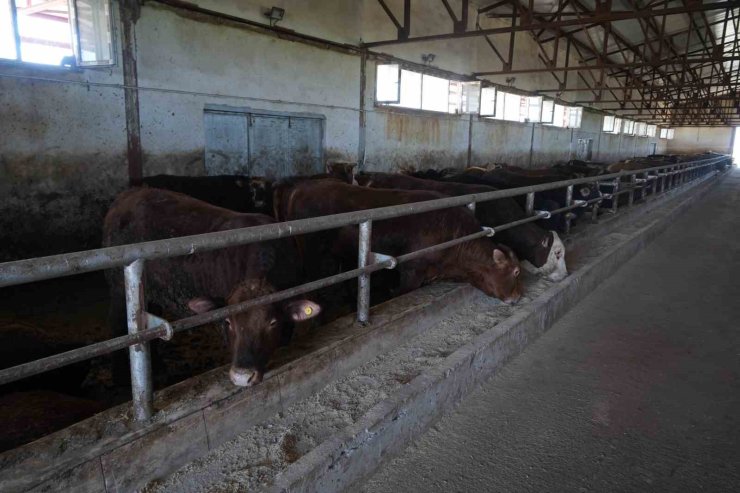 30 bin hayvan sevk edildi, 3 milyar TL’lik gelir bekleniyor