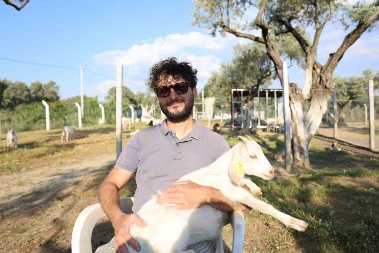 Çocuğuna taze süt içirmek için keçi aldı, kendisini çobanlık mesleğinin içinde buldu