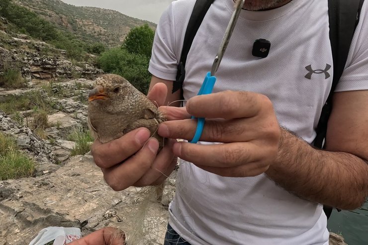 Cehennem Deresi’nde kum kekliği operasyonu