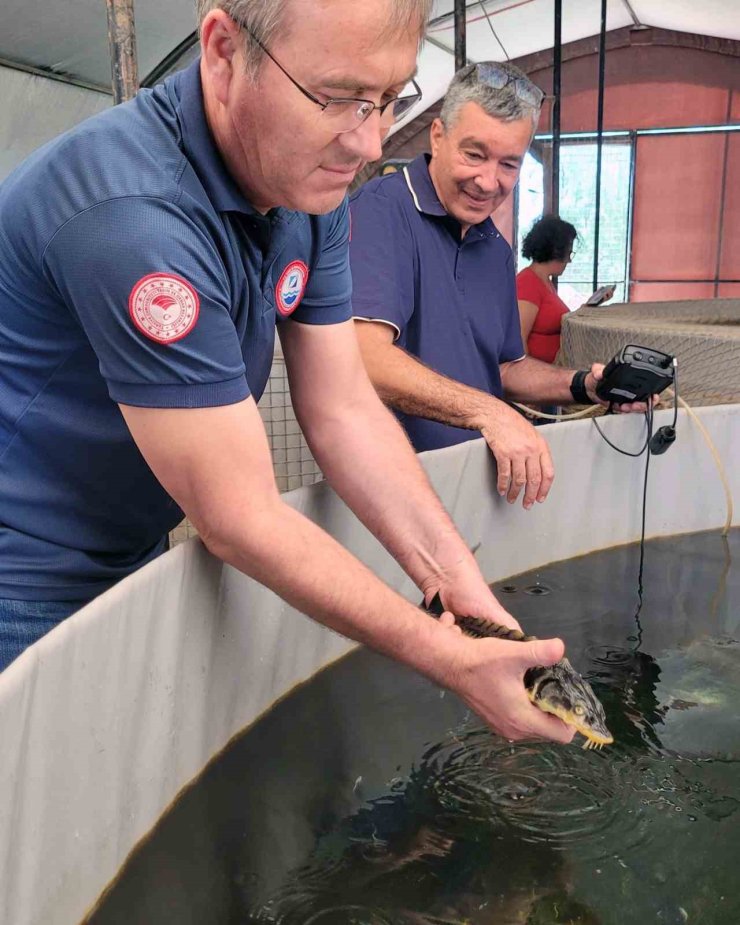 Milas’ta toprak havuzlarda ‘Mersin Balığı’ deneme üretimi başladı