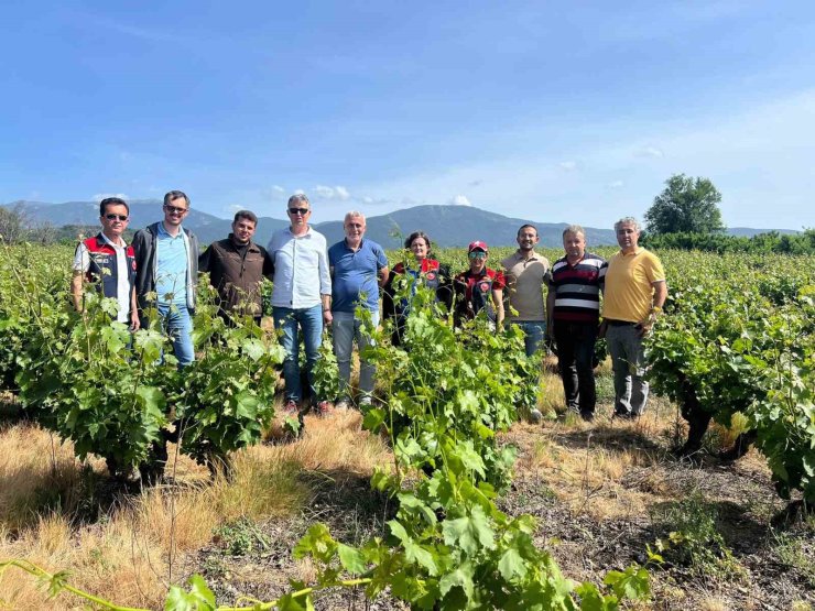 Çanakkale’de yaşanan don sonrası bağlarda saha tespit çalışmaları yapıldı