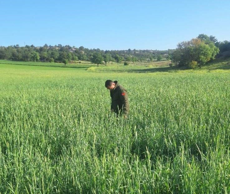 Süne zararlısına karşı mücadele sürüyor
