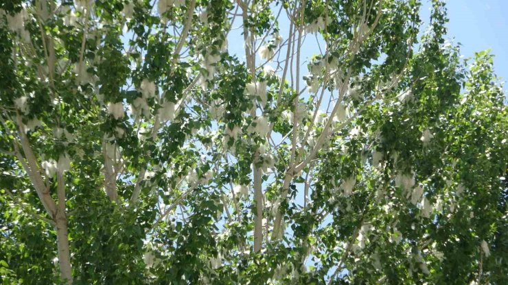 Van’da polen yoğunluğu alerjik hastaları tehdit ediyor