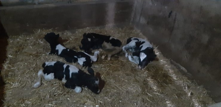 Balıkesir’de nadir görülen olay: İnek 5 buzağı doğurdu