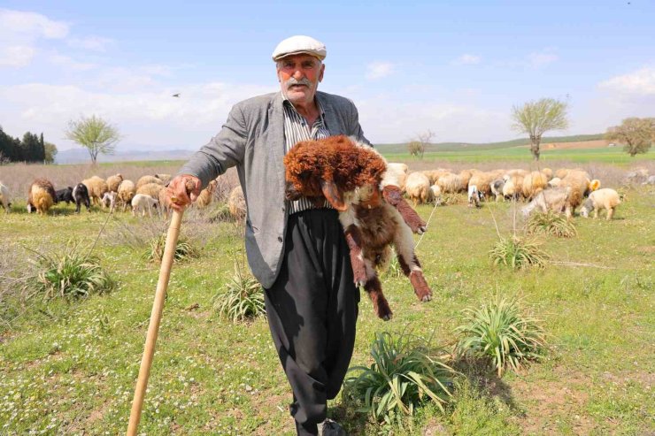 Kendi hayvanlarına çobanlık yapan Hüseyin dede: "Hayvancılık el işinden çok güzeldir"