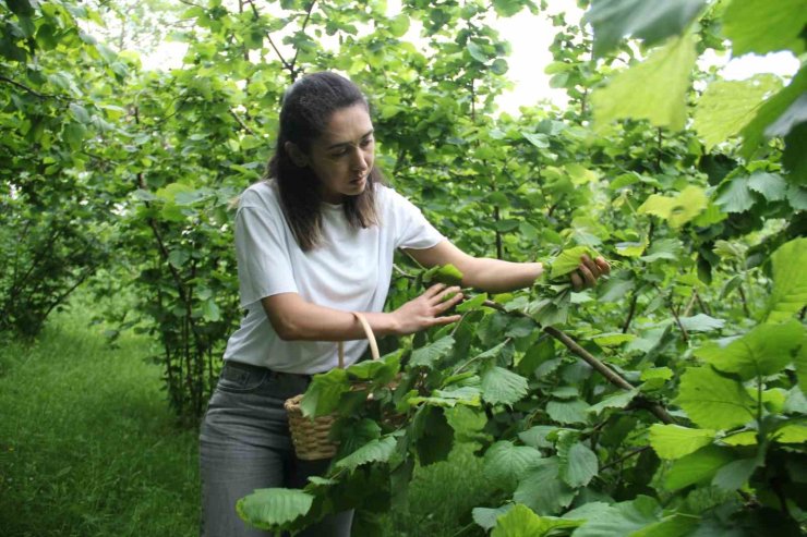 Önce sarması yapıldı şimdi de kansere umut oldu