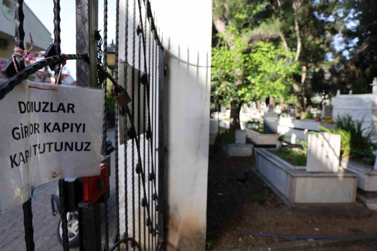 Marmaris’te vatandaşı canından bezdiren domuzlar, şimdi de mezarları tahrip etmeye başladı