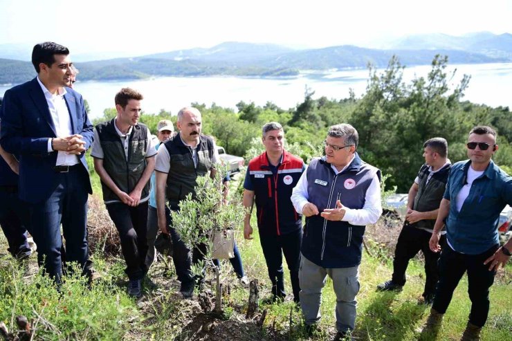 Sinop’ta 80 bin yabani zeytin ağacı aşılanacak